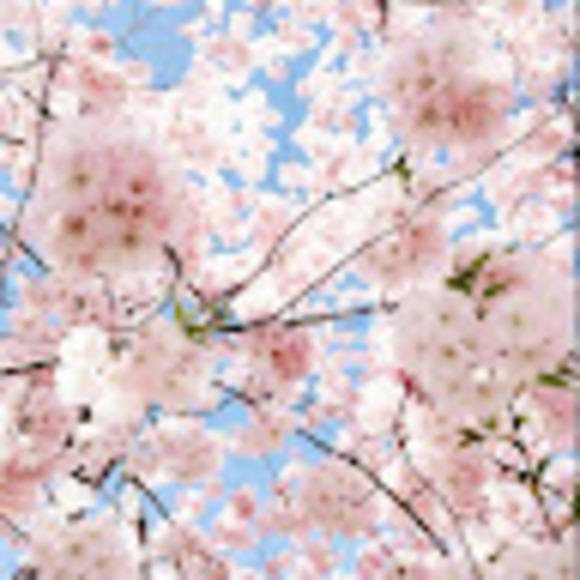 Meet your Posher, Fiona - Picture 1 of 1